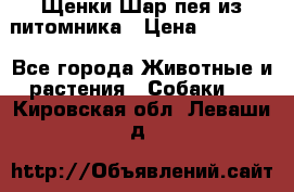 Щенки Шар пея из питомника › Цена ­ 25 000 - Все города Животные и растения » Собаки   . Кировская обл.,Леваши д.